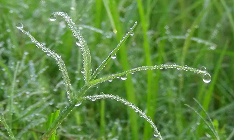 ঋতুকন্যা হেমন্তের মিষ্টি দিন