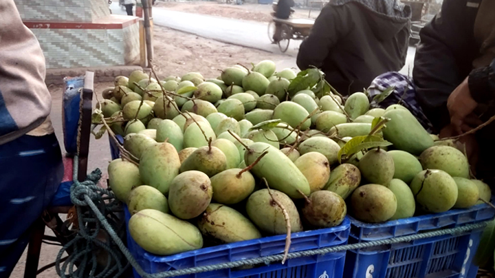 কানসাট বাজারে কাটিমন আম, দাম ১৬ হাজার টাকা মণ