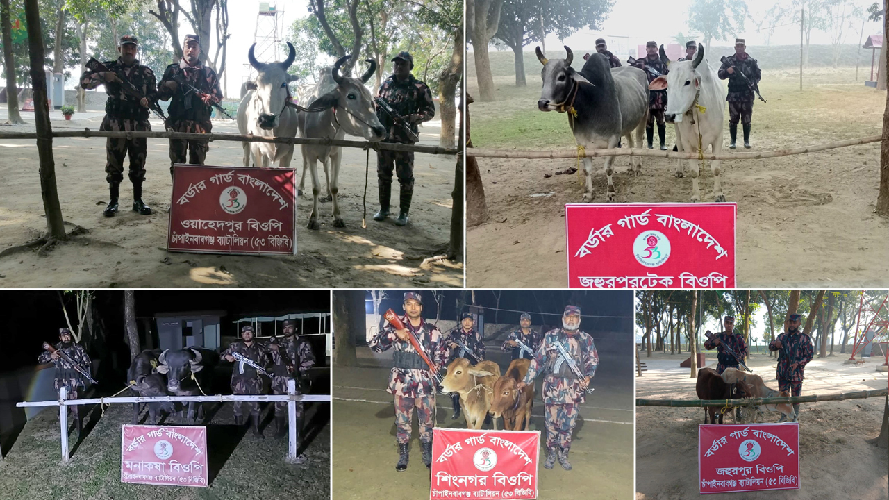 চাঁপাইনবাবগঞ্জের ৫ সীমান্তে বিজিবির বিশেষ অভিযান, ভারতীয় ১০ গরু-মহিষ জব্দ