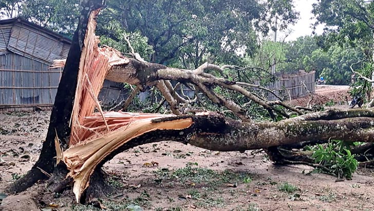 চাঁপাইনবাবগঞ্জে কালবৈশাখী ঝড়ে ৪৯০০ হেক্টর জমির আম বাগান ক্ষতিগ্রস্ত