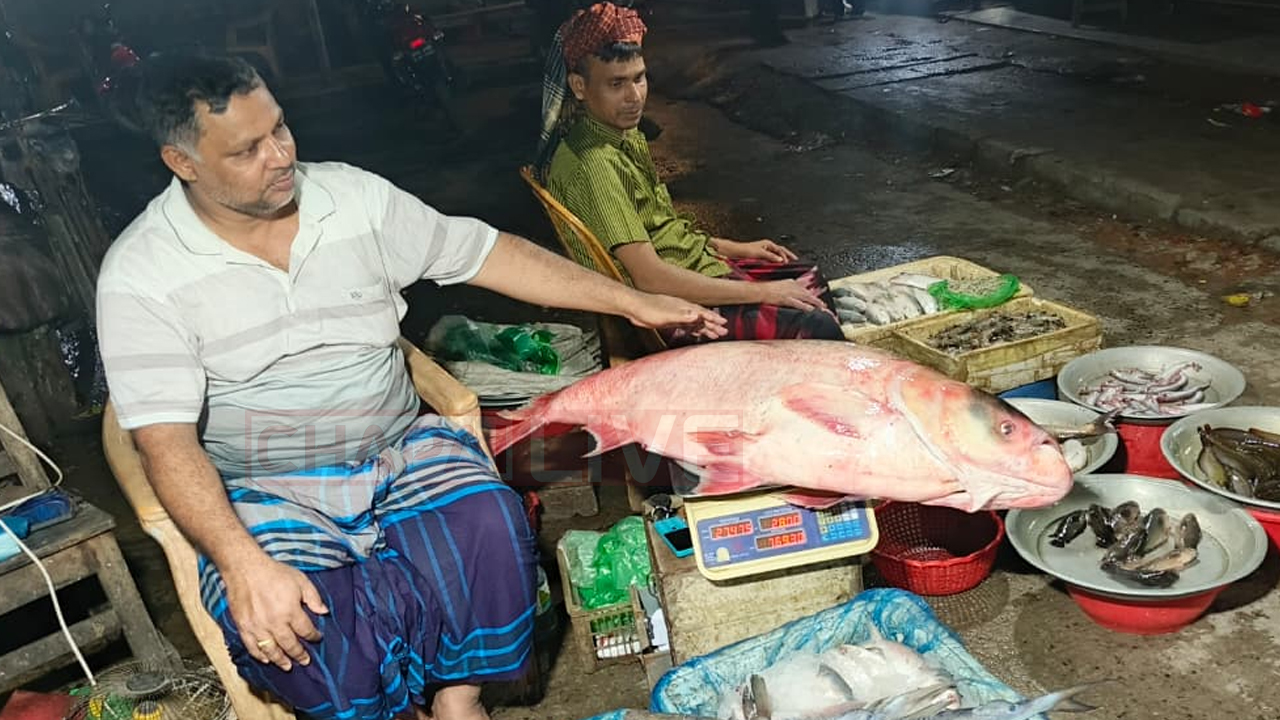 পদ্মায় ধরা পড়ল বিশাল আকৃতির ‘বিগহেড’ মাছ