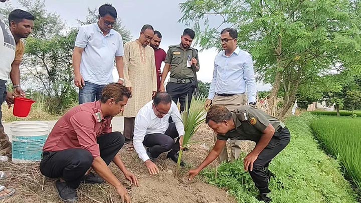 রামদাস বিলে লাগানো হচ্ছে দেড় হাজার তাল গাছ