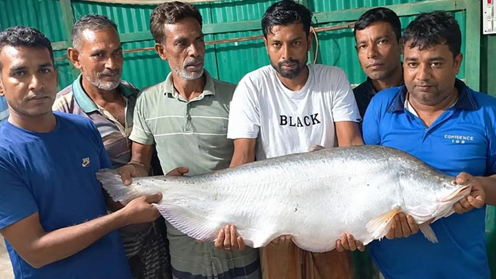 বড়শিতে ধরা পড়ল সাড়ে ১৩ কেজি ওজনের চিতল মাছ