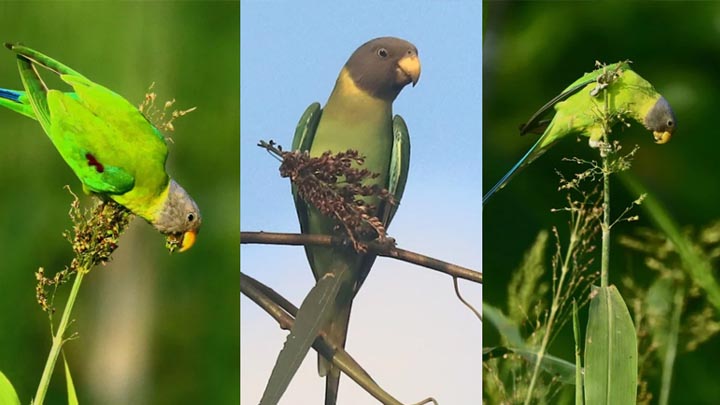 চাঁপাইনবাবগঞ্জে দেখা মিলল বিরল হীরামন পাখির